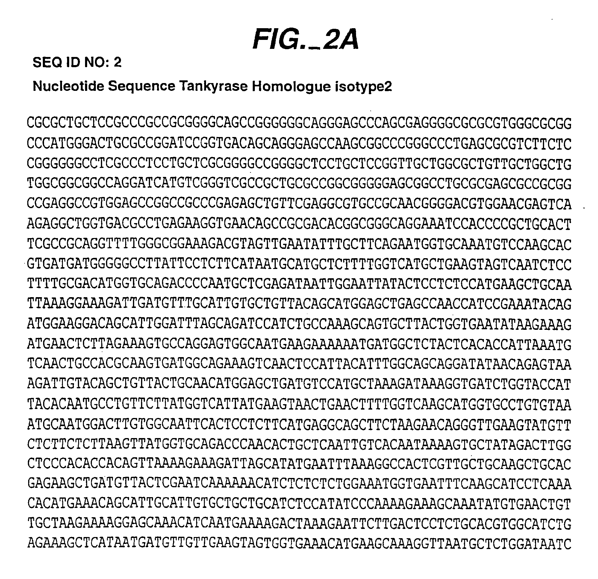 Tankyrase H, compositions involved in the cell cycle and methods of use