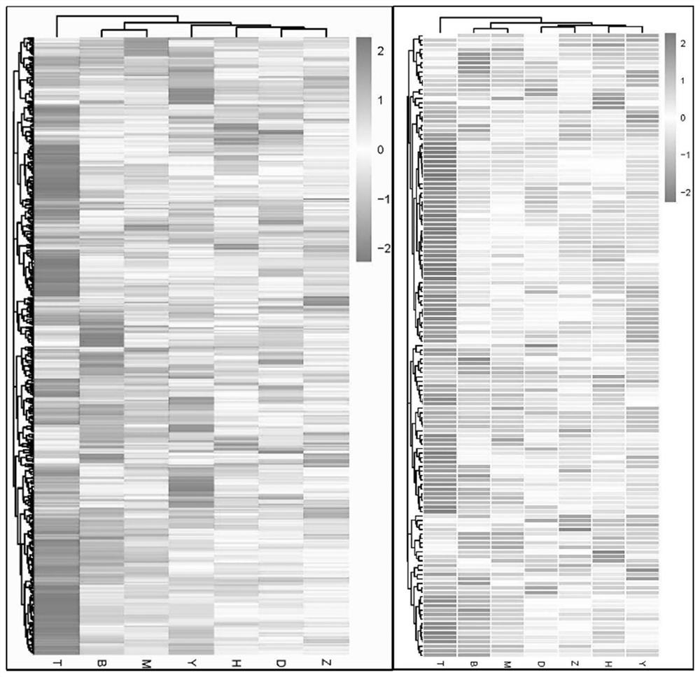 Application of metabonomics analysis technology to identification of Danxiang Dancong tea