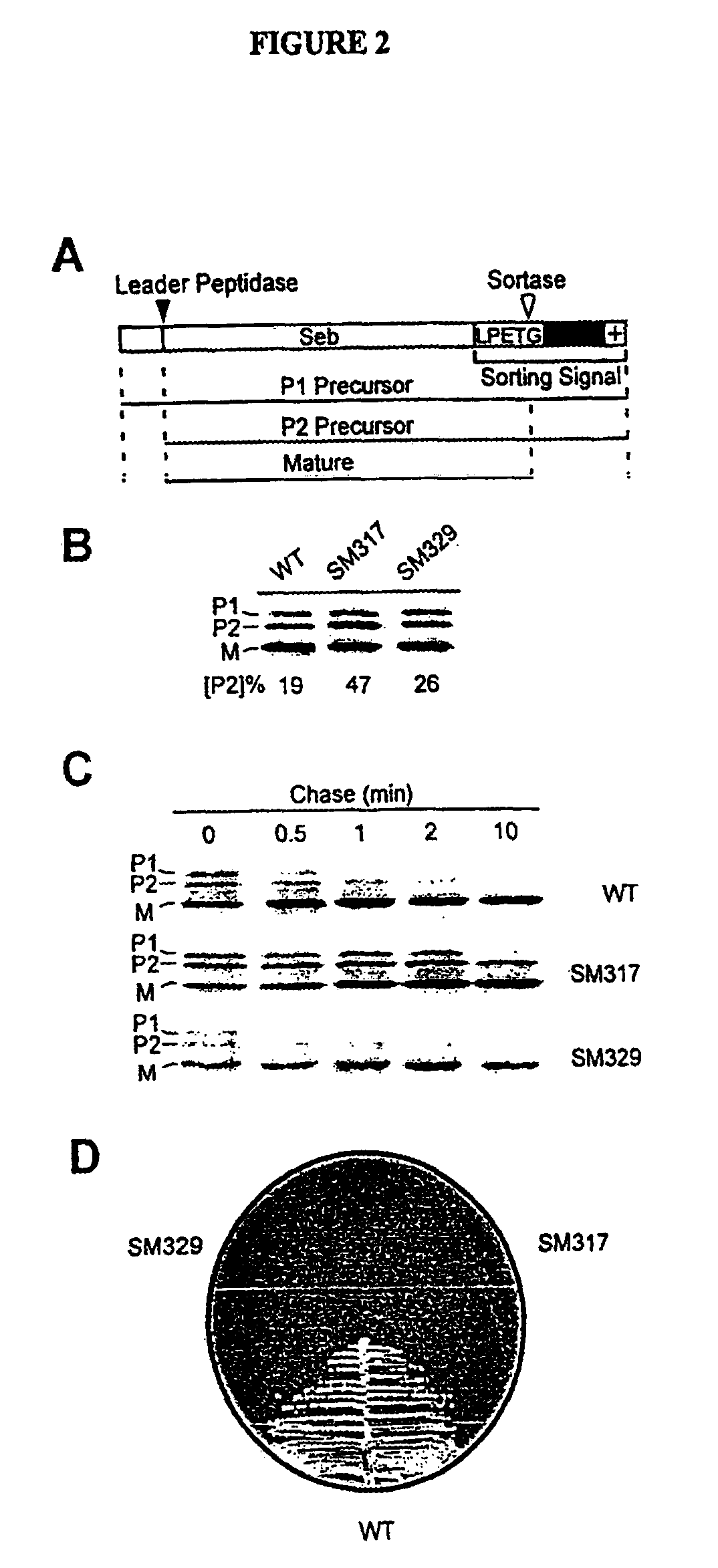 Identification of sortase gene