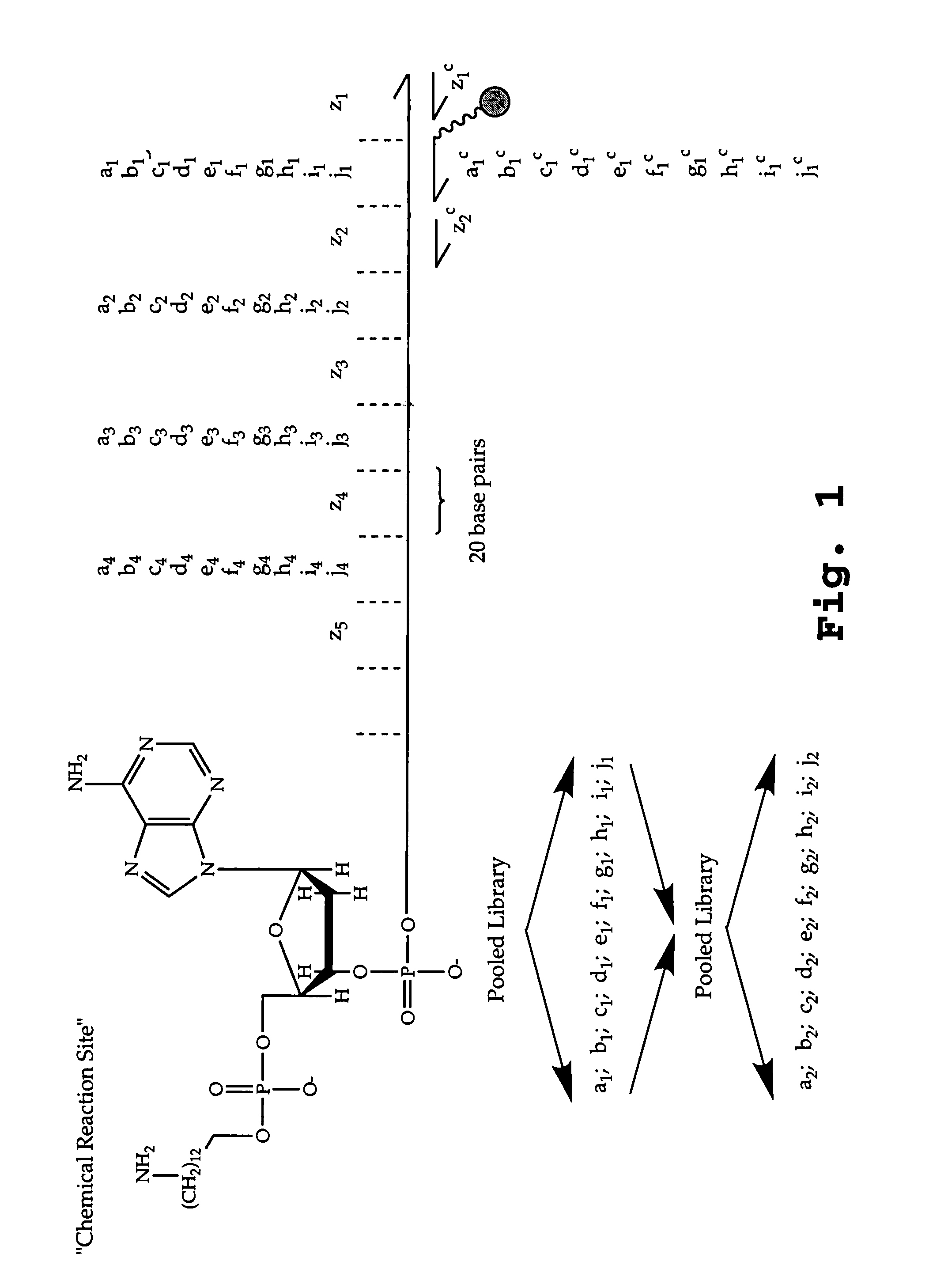 DNA-templated combinatorial library chemistry