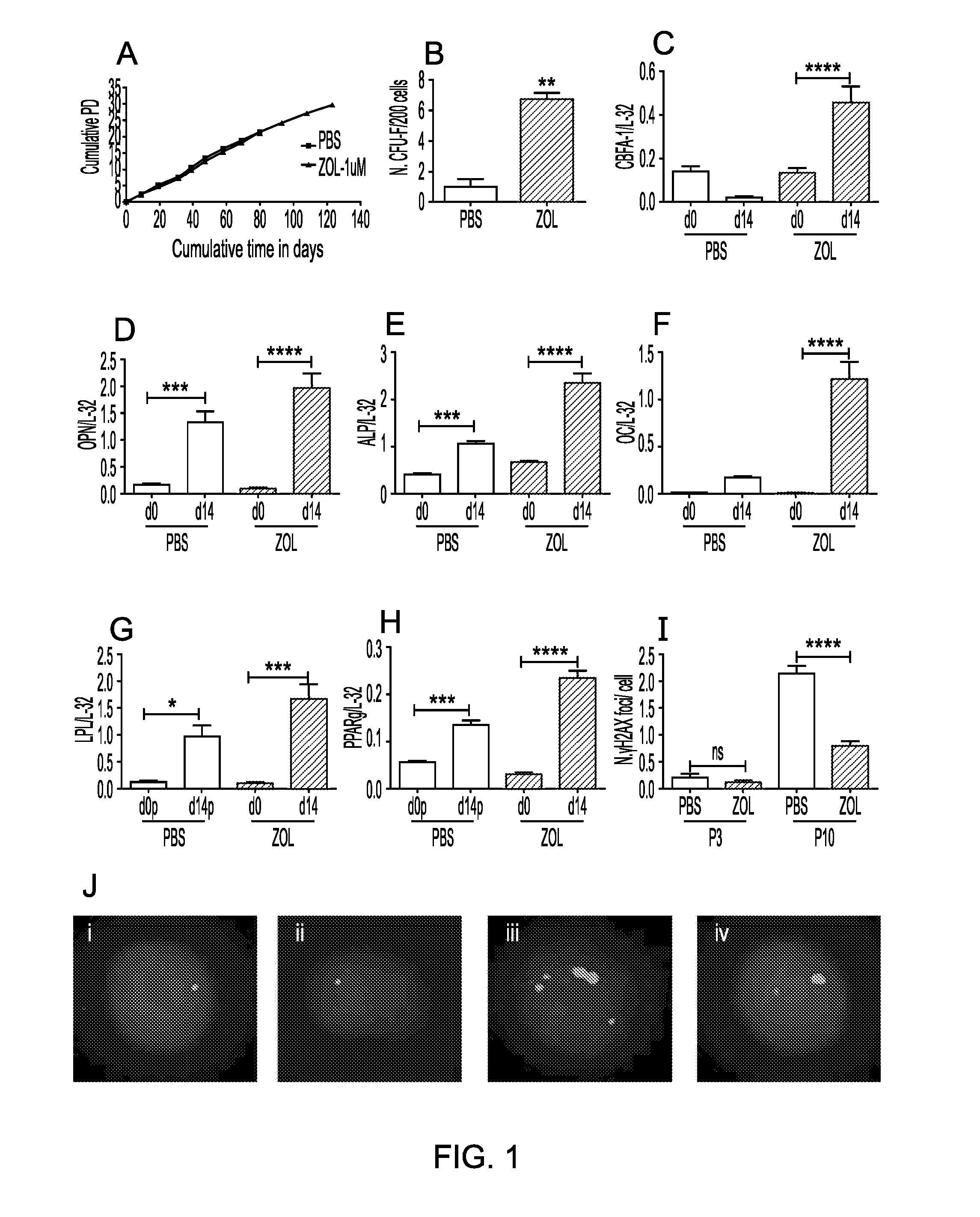 Therapeutic uses of bisphosphonates