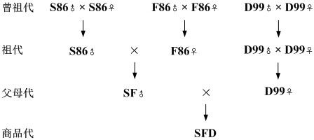 Breeding method of low-cost high-quality stress-resistant meat rabbit complete set line suitable for early marketing