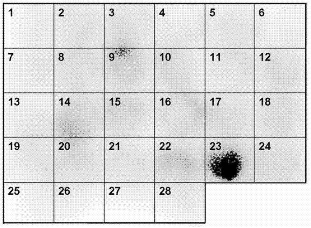 Murine original monoclonal antibody 3D8 identified hantaan virus glycoprotein neutralizing epitope peptide and application thereof