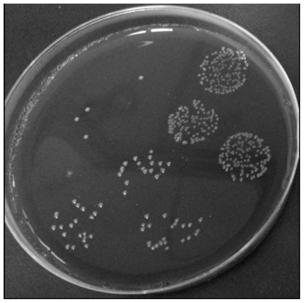 Application of combination of bacteroides fragilis and immune checkpoint inhibitor in treatment of digestive system tumors