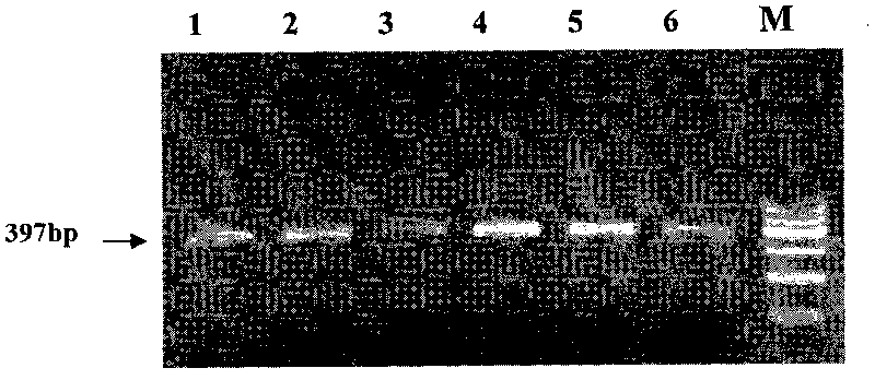 Mononucleotide polymorphism of milk goat MFG-E8 genes and detection method thereof