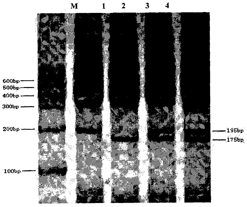 Mononucleotide polymorphism of milk goat MFG-E8 genes and detection method thereof