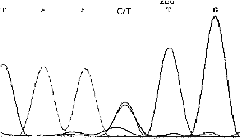 Mononucleotide polymorphism of milk goat MFG-E8 genes and detection method thereof