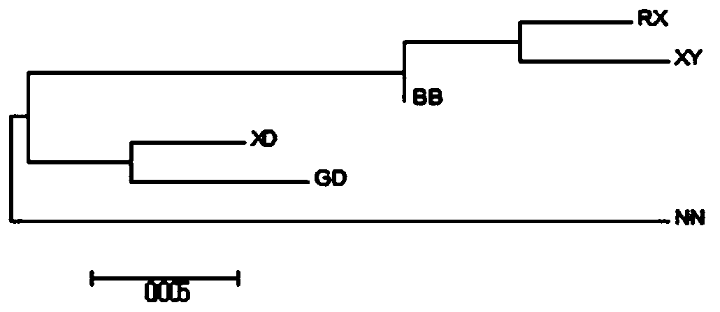 A screening method for chicken breeding materials