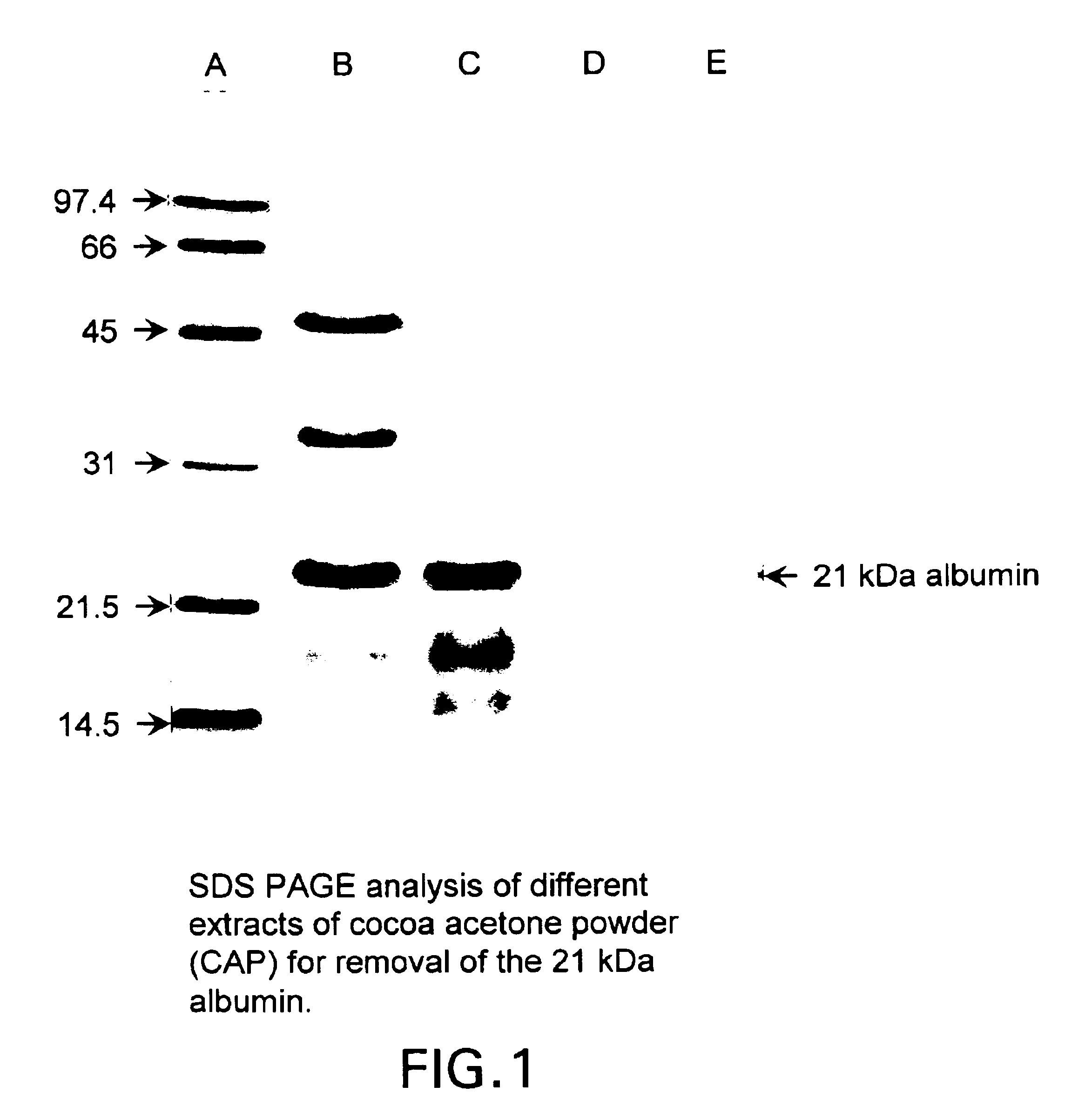 Cocoa albumin and its use in the production of cocoa and chocolate flavor