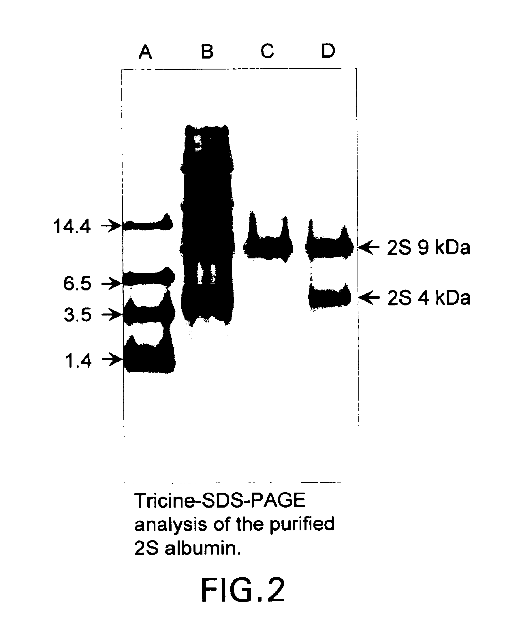 Cocoa albumin and its use in the production of cocoa and chocolate flavor