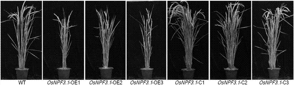 Application of gibberellin transporter gene OsNPF3.1 in increasing paddy rice output