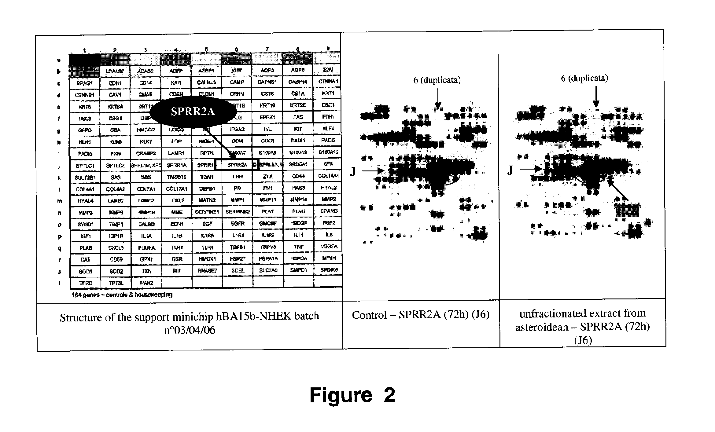 Cosmetic compositions comprising asteroidea body fluid and methods of use thereof