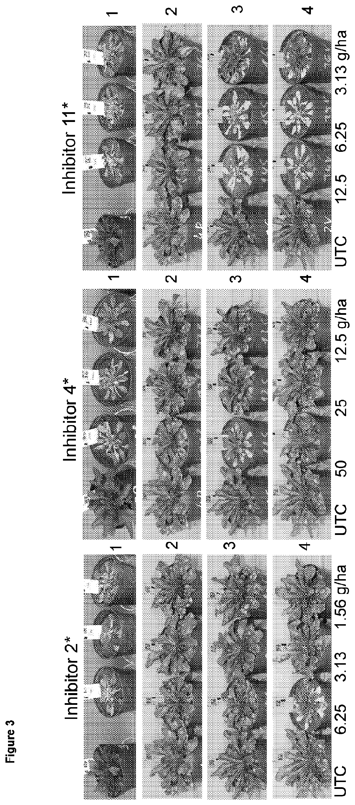 Herbicide-resistant hydroxyphenylpyruvate dioxygenases