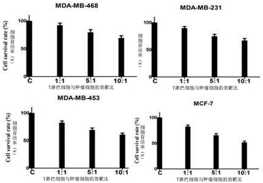 Group of antitumor T lymphocytes and preparation method thereof