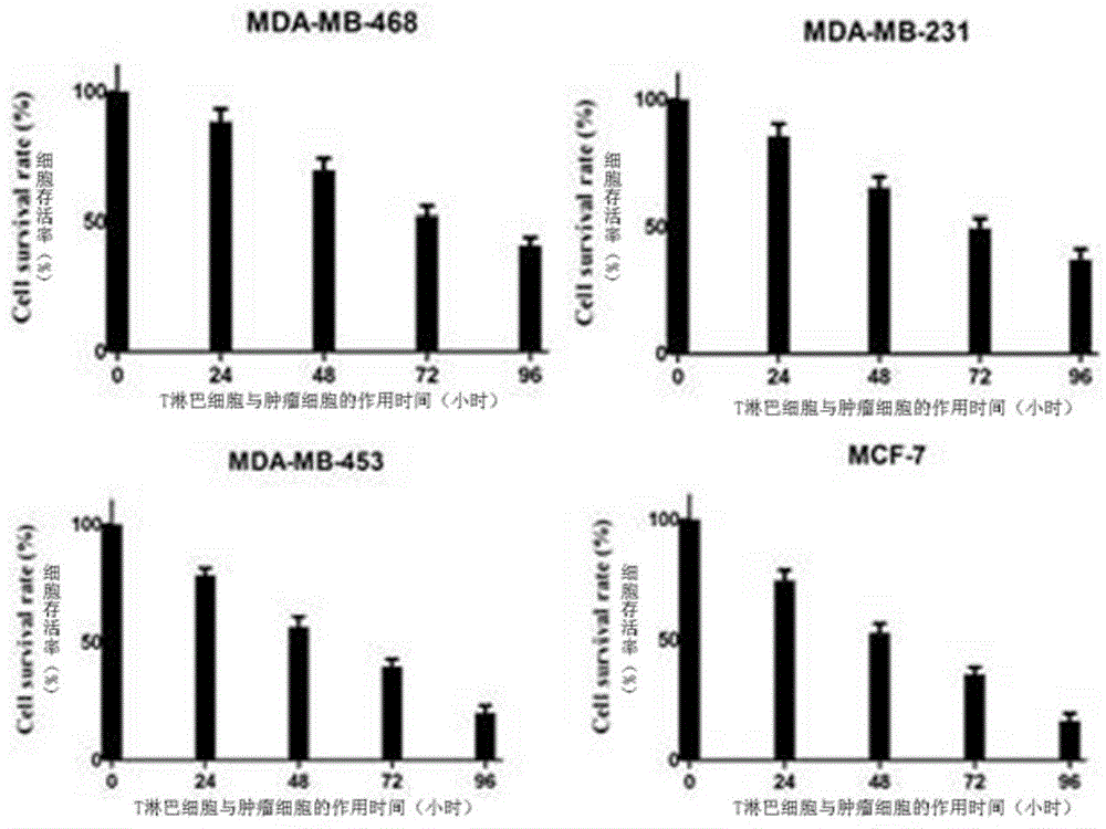 Group of antitumor T lymphocytes and preparation method thereof