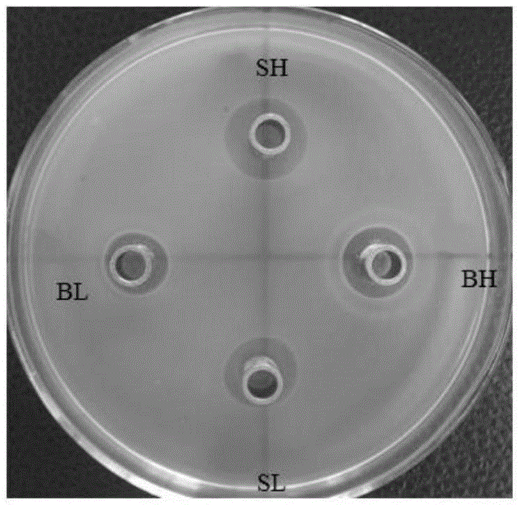 Acid-yielding Enterococcus faecium, bacteriostatic microecological preparation and application thereof