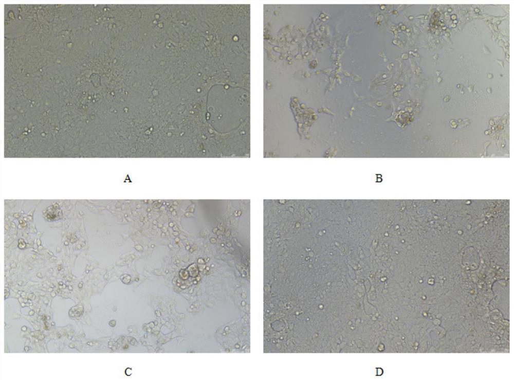 Application of ailanthus altissima milk gel in preparation of drugs for resisting low-risk HPV infection and preventing and treating low-risk HPV related diseases