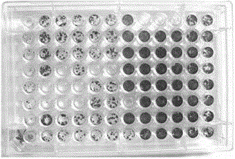 Cell chip slide for preparing microarray cell chips and preparation method