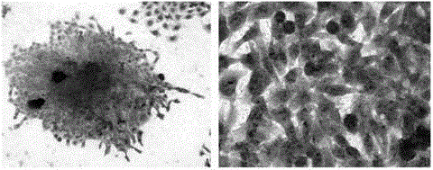 Cell chip slide for preparing microarray cell chips and preparation method