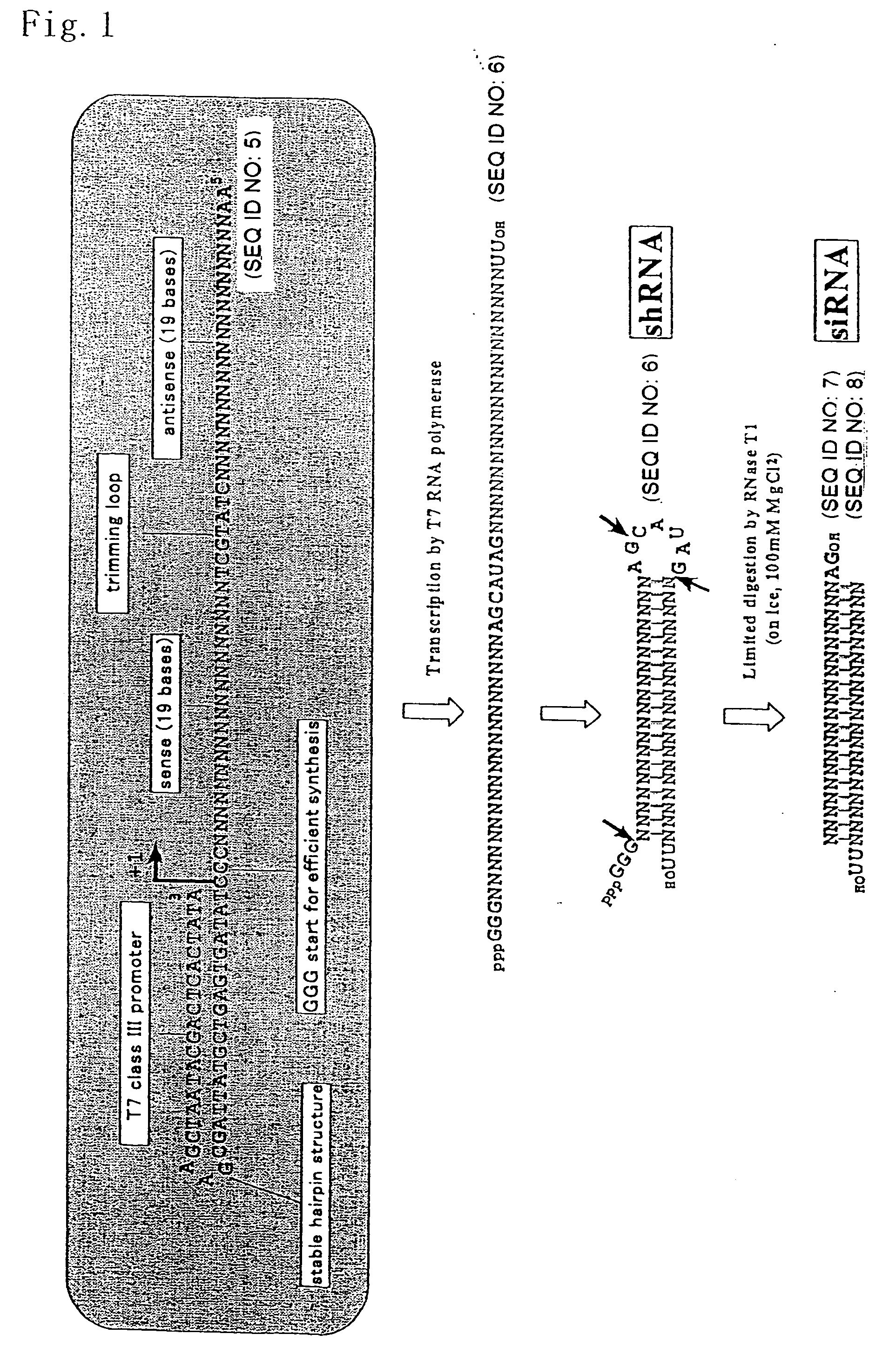 Process for producing sirna