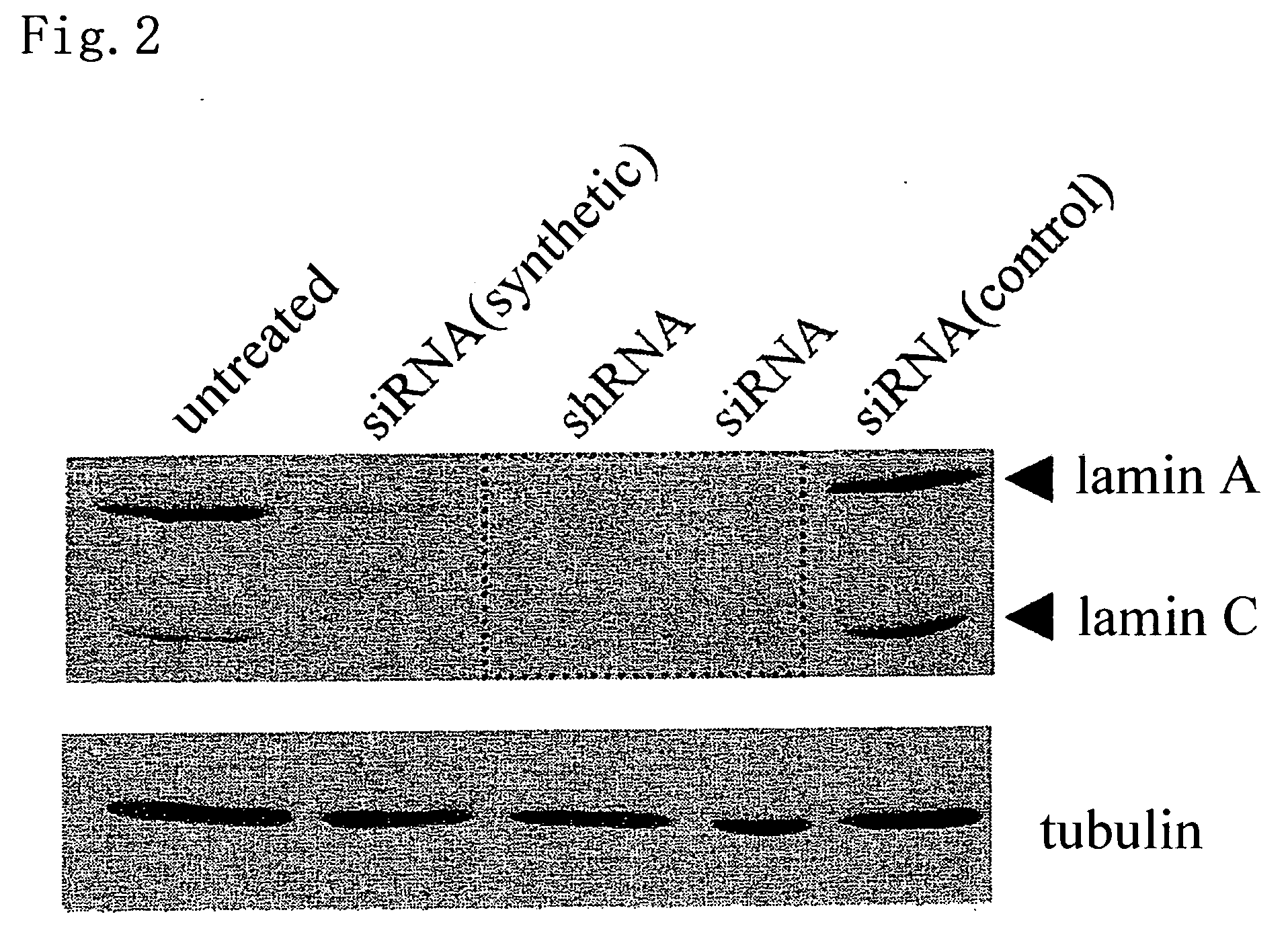 Process for producing sirna