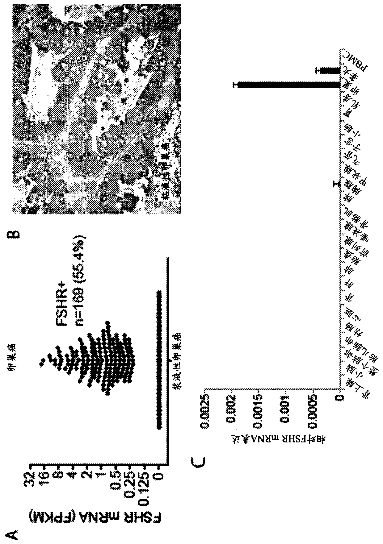 Optimized synthetic consensus immunogenic compositions targeting the follicle stimulating hormone receptor (FSHR)