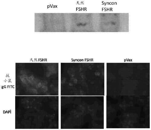 Optimized synthetic consensus immunogenic compositions targeting the follicle stimulating hormone receptor (FSHR)