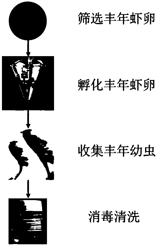 Improved brine shrimp hatching and collecting method