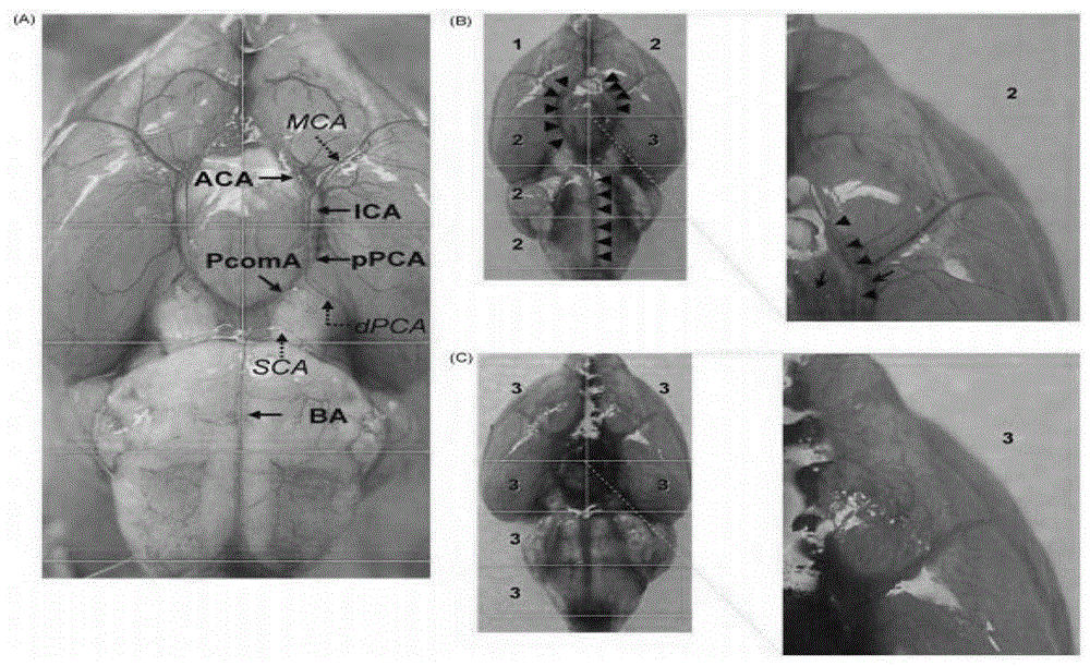 Application of strictosamide