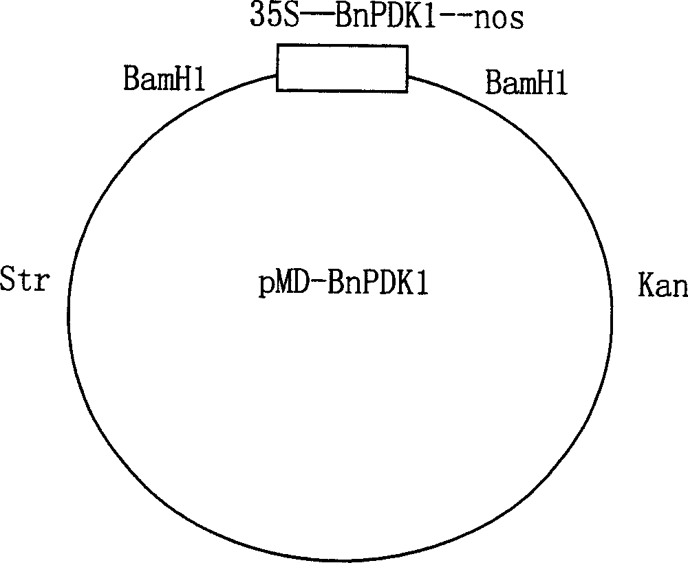 Rape pyruvic dehydrogenase kinase gene and its application in rape