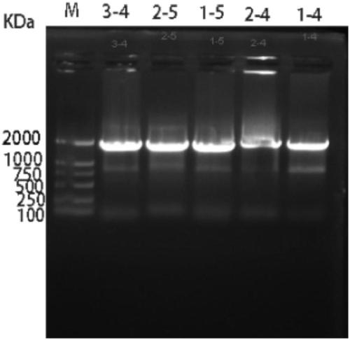 Marine microorganism Arthrobacter sp. YJ34 dextranase producing gene and recombinant engineering bacterium thereof