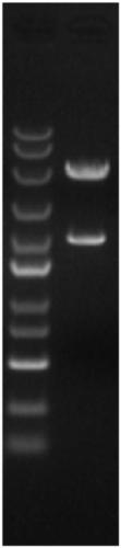 Marine microorganism Arthrobacter sp. YJ34 dextranase producing gene and recombinant engineering bacterium thereof