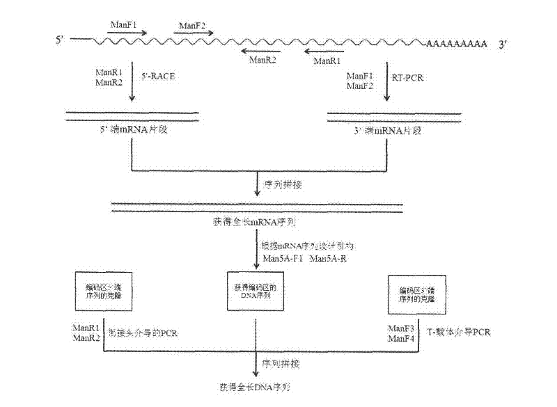 Cloning and expression of beta-1, 4-endo-mannanase (An Man5A) gene