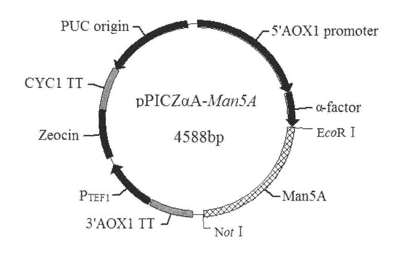 Cloning and expression of beta-1, 4-endo-mannanase (An Man5A) gene