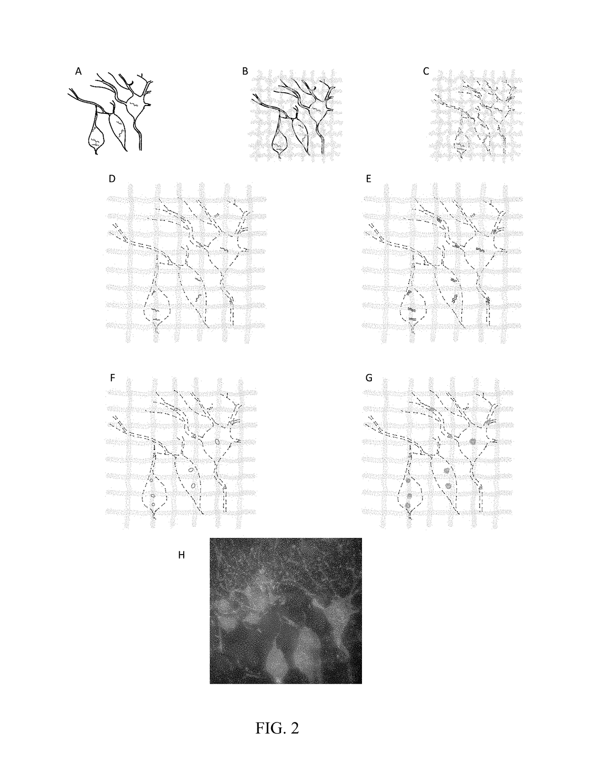 In situ nucleic acid sequencing of expanded biological samples