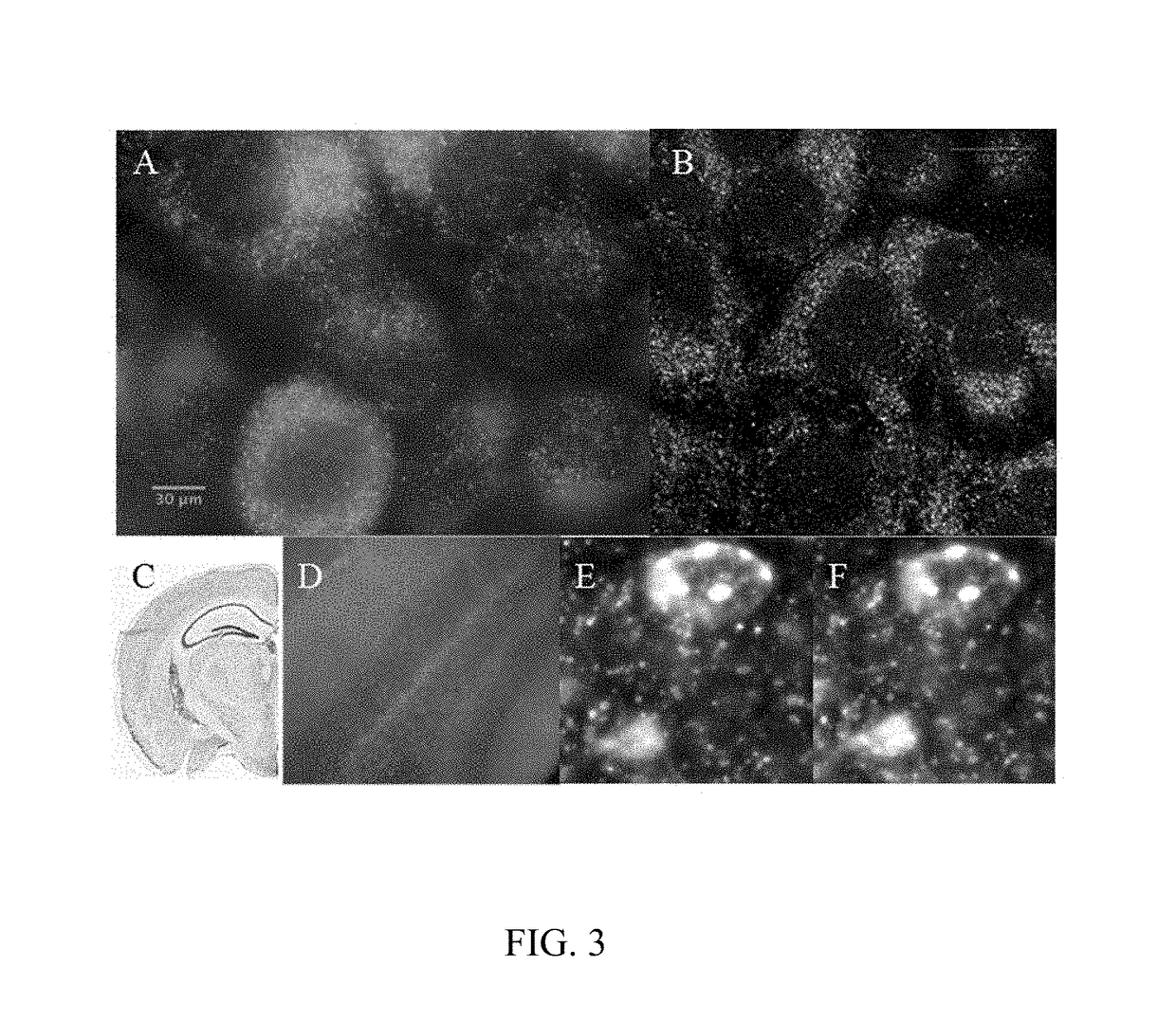 In situ nucleic acid sequencing of expanded biological samples