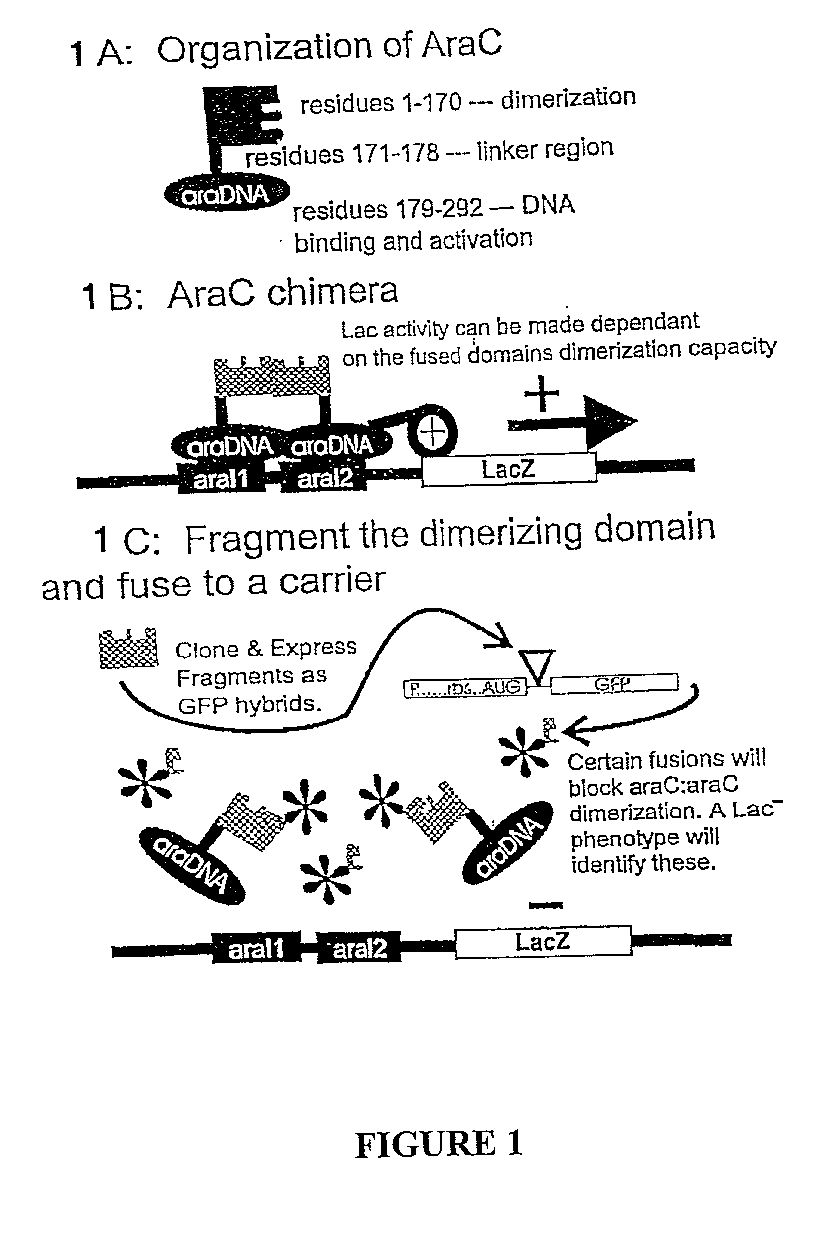 Methods and compositions for the determination of protein function and identification of modulators thereof