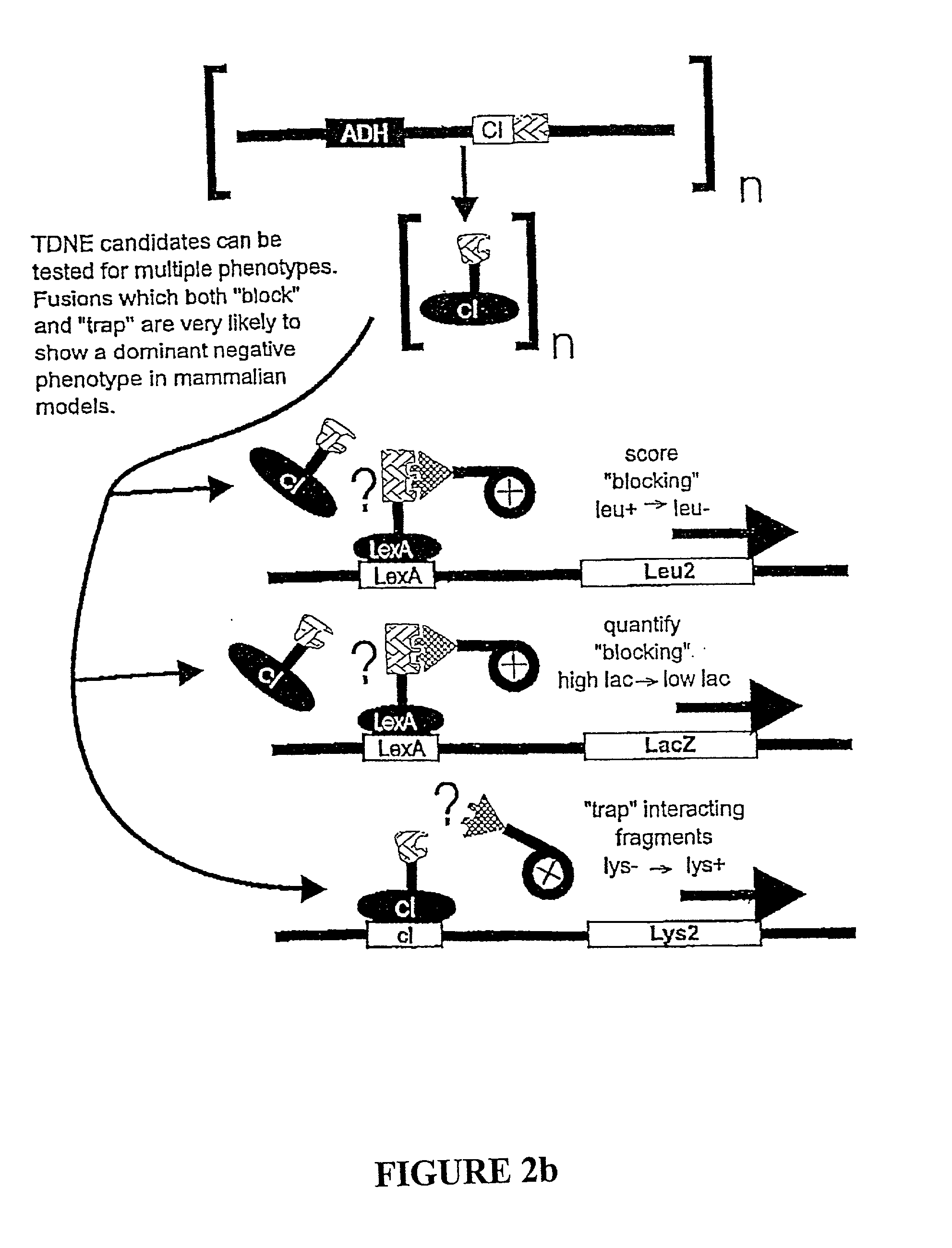 Methods and compositions for the determination of protein function and identification of modulators thereof