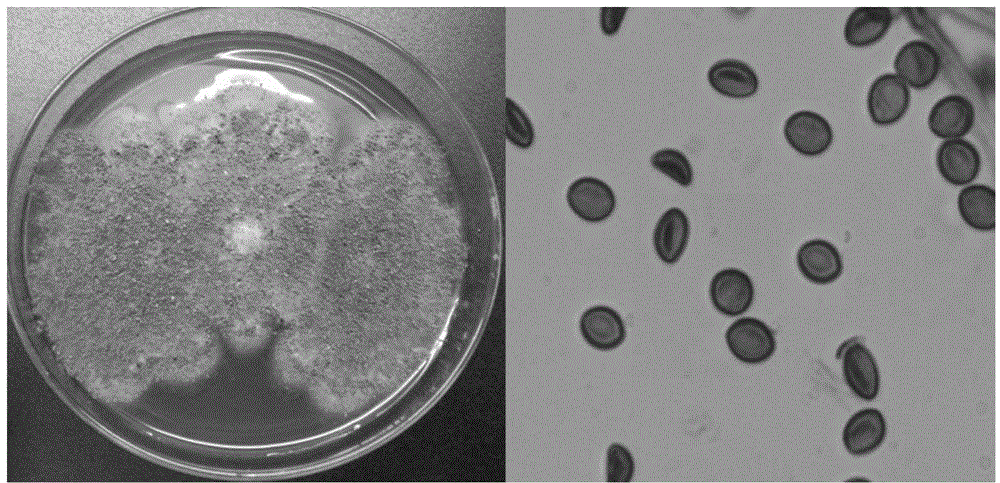 Pigeon pea endophytic fungi high in yield of flavipin and application of pigeon pea endophytic fungi