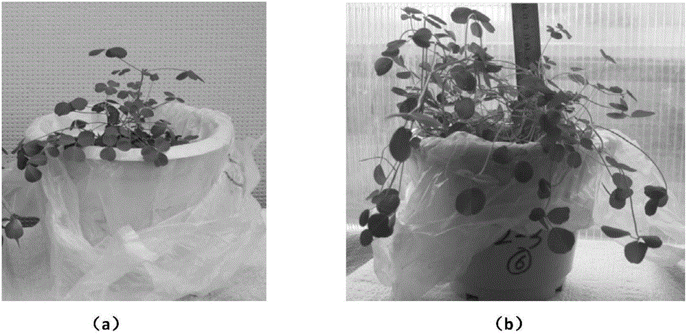 Surface soil replacing material for opencast coal mine