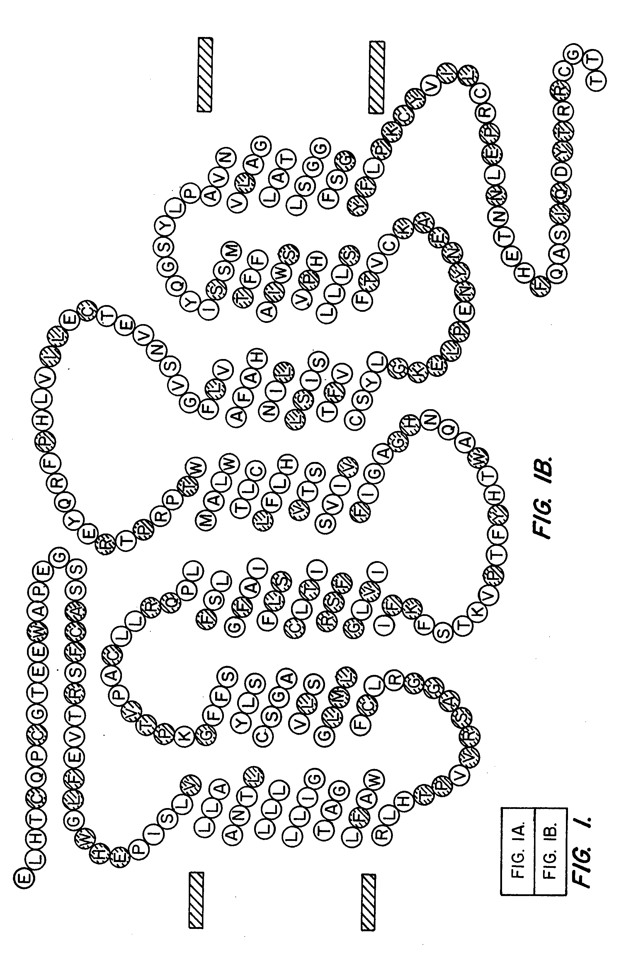 Nucleic acids encoding a g-protein coupled receptor involved in taste transduction