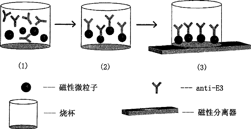 Immune analysis method for determining estriol content