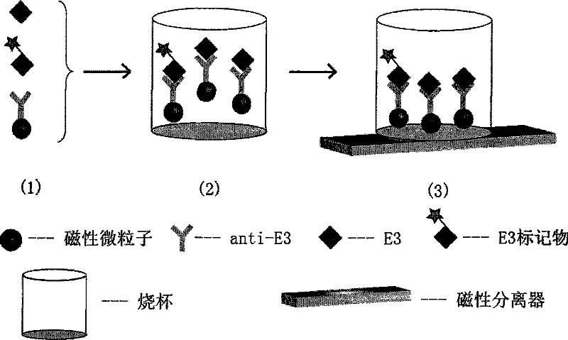 Immune analysis method for determining estriol content