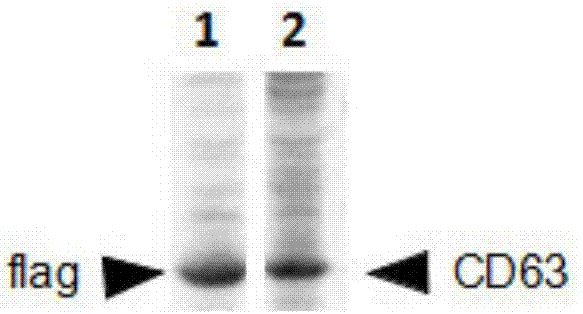 Method for separating exosomes