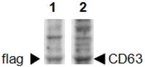 Method for separating exosomes