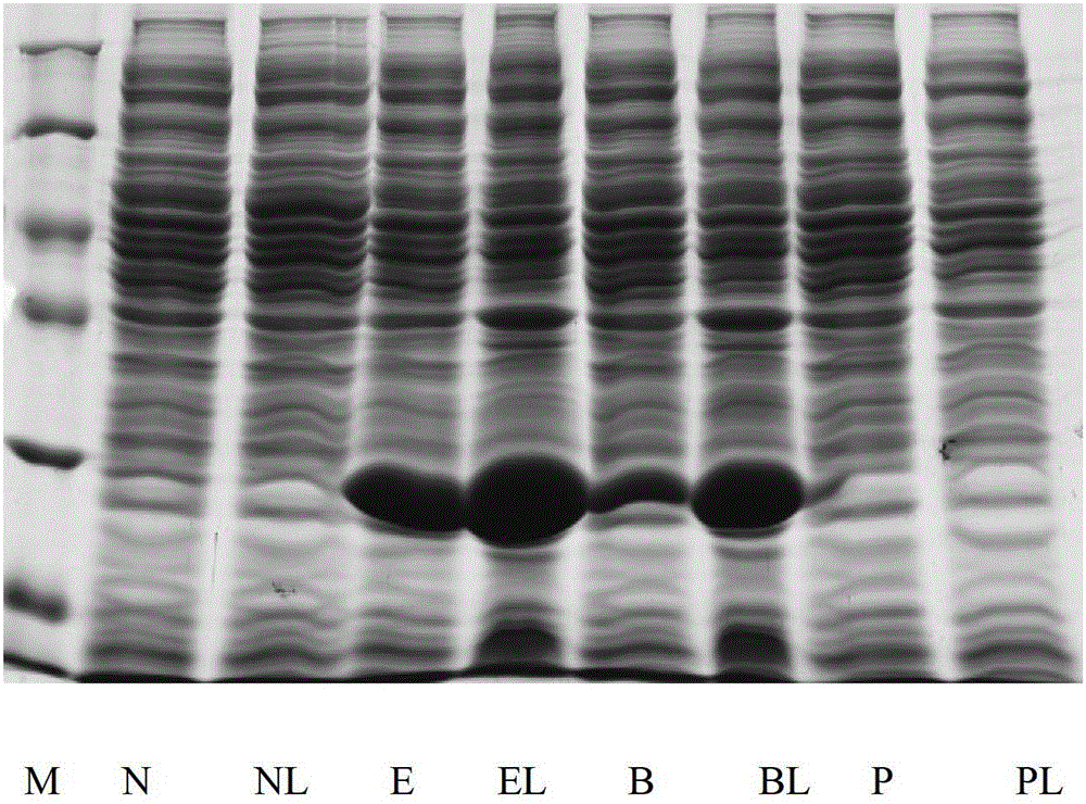 Gene engineering bacterium for efficiently reducing azo dyes, and construction method and application thereof