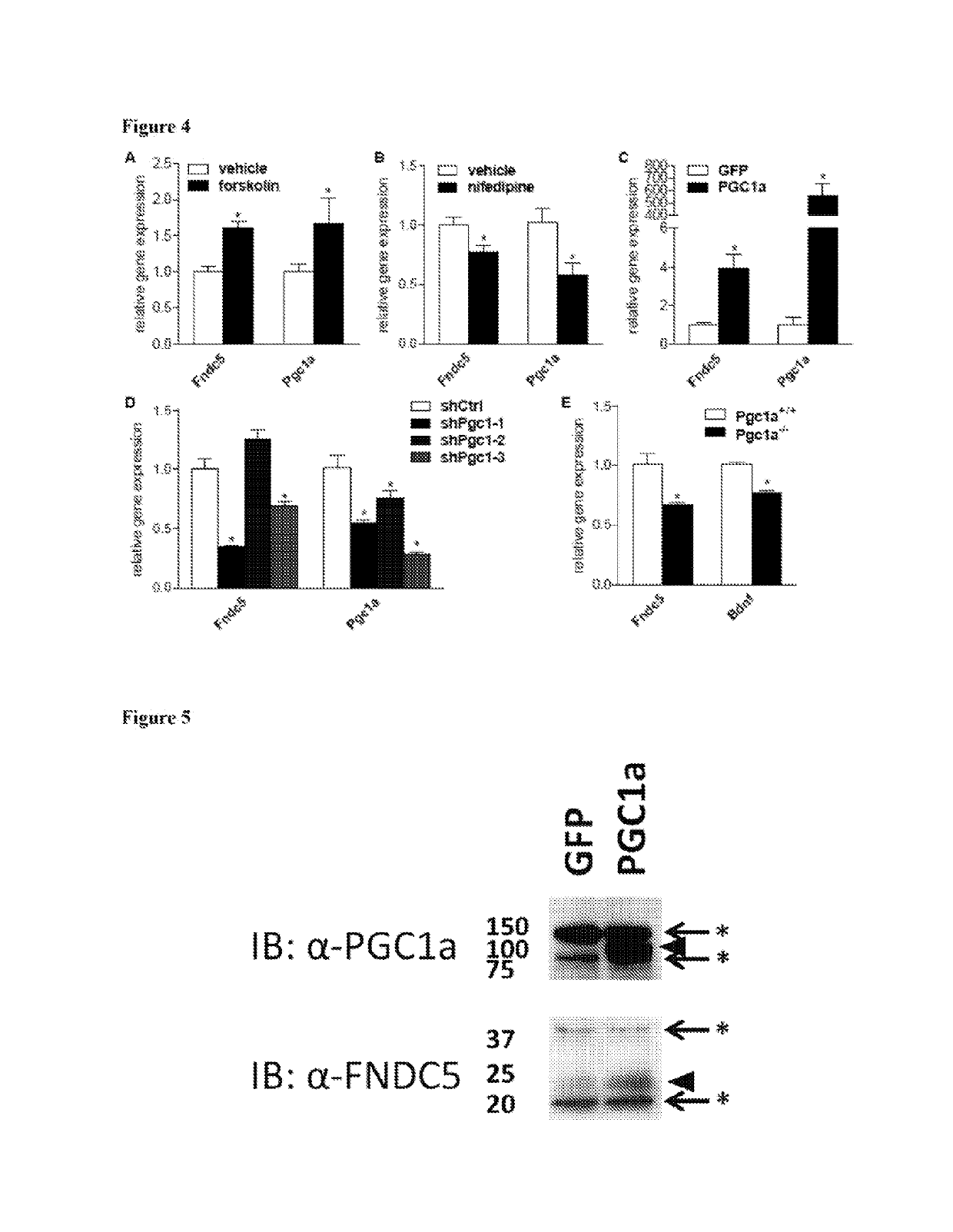 Methods for the treatment of neurological disorders and diseases using FNDC5