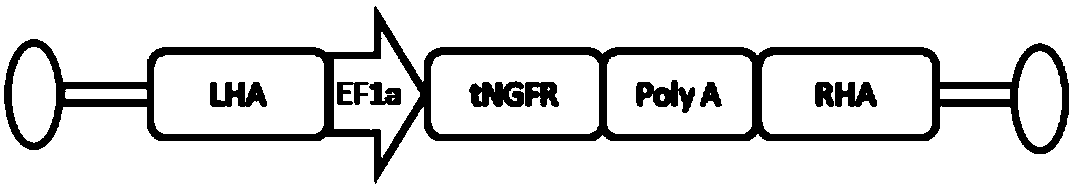 gRNA, gene editing system, expression vector and gene editing kit for repairing HBB1 gene point mutation