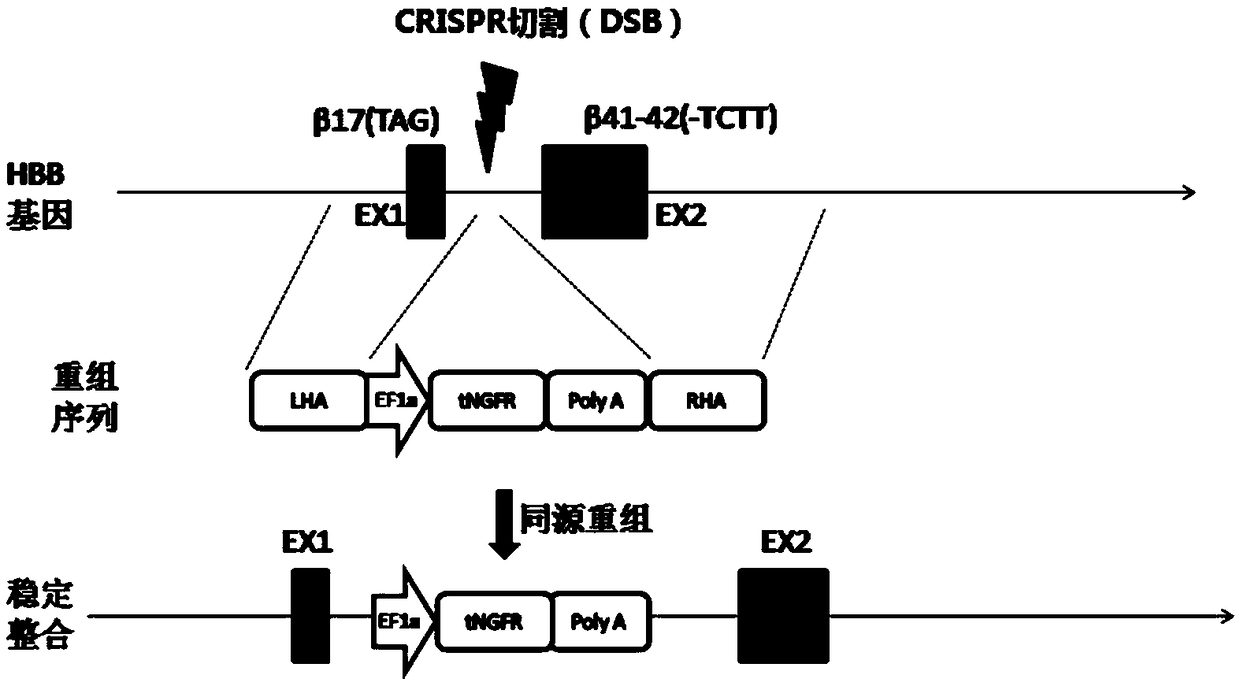 gRNA, gene editing system, expression vector and gene editing kit for repairing HBB1 gene point mutation