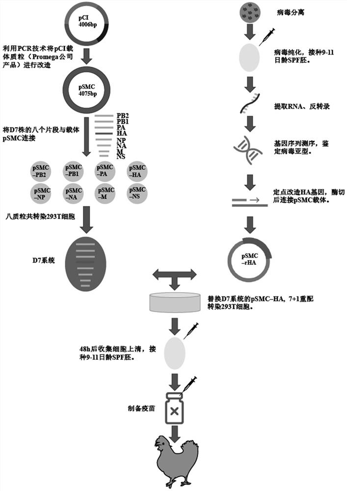 Whole poultry source H5N2 subtype avian influenza recombinant strain, vaccine and application thereof